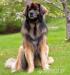 Leonberger - Prodej