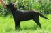 Labrador śliczne czarne sunie już do odbioru - Sprzedaż