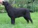 Labrador śliczne czarne sunie już do odbioru - Sprzedaż