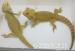 Agama vousatá - Pogona Vitticeps - Prodej