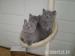 Britská koťata - Prodej