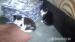 vyhodené - nájdené mačičky na ulici - BRATISLAVA - Darovanie