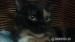 Kolorowa Pyza szuka domu - Sprzedaż