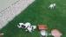 Jack russel - Predaj