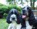 springer spaniel - Predaj