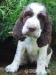 springer spaniel - Predaj
