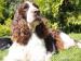 springer spaniel - Predaj