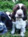 springer spaniel - Predaj