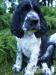 springer spaniel - Predaj