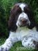 springer spaniel - Predaj