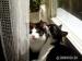 Tusia, czarno-biała kotka szuka domku - Sprzedaż