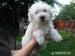 Bichon - Predaj