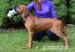 Rhodéský Ridgeback-chovatel. stanice Maraliemifra - Prodej