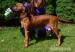 Rhodéský Ridgeback-chovatel. stanice Maraliemifra - Prodej