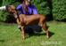 Rhodéský Ridgeback-chovatel. stanice Maraliemifra - Prodej