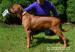 Rhodéský Ridgeback-chovatel. stanice Maraliemifra - Prodej