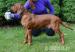 Rhodéský Ridgeback-chovatel. stanice Maraliemifra - Prodej