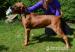 Rhodéský Ridgeback-chovatel. stanice Maraliemifra - Prodej