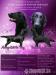 Flat coated retriever s PP - Prodej