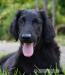 Flat coated retriever s PP - Prodej