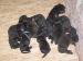 Cane corso s PP - Predaj