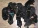 Cane corso s PP - Predaj