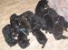 Cane corso s PP - Predaj