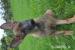 Belgický ovčiak - Malinois - Predaj