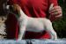 Jack Russel teriér - hladký kluk s PP - Prodej