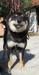 Shiba inu na predaj-s PP - Predaj