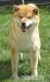 Shiba inu na predaj-s PP - Predaj