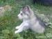 Sibírsky husky - šteniatka - Predaj