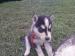 Sibírsky husky - šteniatka - Predaj