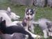 Sibírsky husky - šteniatka - Predaj