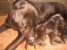 Labrador retriever čokoládový - Predaj