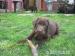 Labrador retriever čokoládový - Predaj