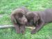 Labrador retriever čokoládový - Predaj