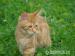 maine coon - Sprzedaż