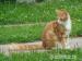 maine coon - Sprzedaż