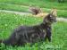 maine coon - Sprzedaż