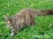 maine coon - Sprzedaż