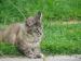 maine coon - Sprzedaż