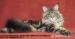 Maine Coon luxusní kočička s PP na chov a výstavy - Prodej