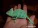 Chameleon jemenský (Chameleo calyptratus) - Prodej