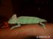Chameleon jemenský (Chameleo calyptratus) - Prodej