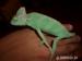 Chameleon jemenský (Chameleo calyptratus) - Prodej