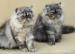 Śliczne kocięta perskie - srebrny kolor - Sprzedaż