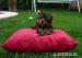 Yorkshire terrier s PP  - Prodej