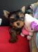 Yorkshire terrier s PP  - Prodej