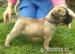 BULLMASTIFF Ihned k odběru - Prodej